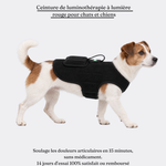 Ceinture de luminothérapie à lumière rouge pour chats et chiens