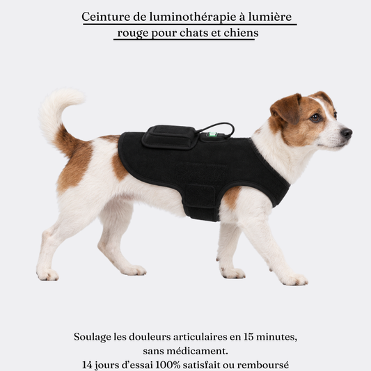 Ceinture de luminothérapie à lumière rouge pour chats et chiens