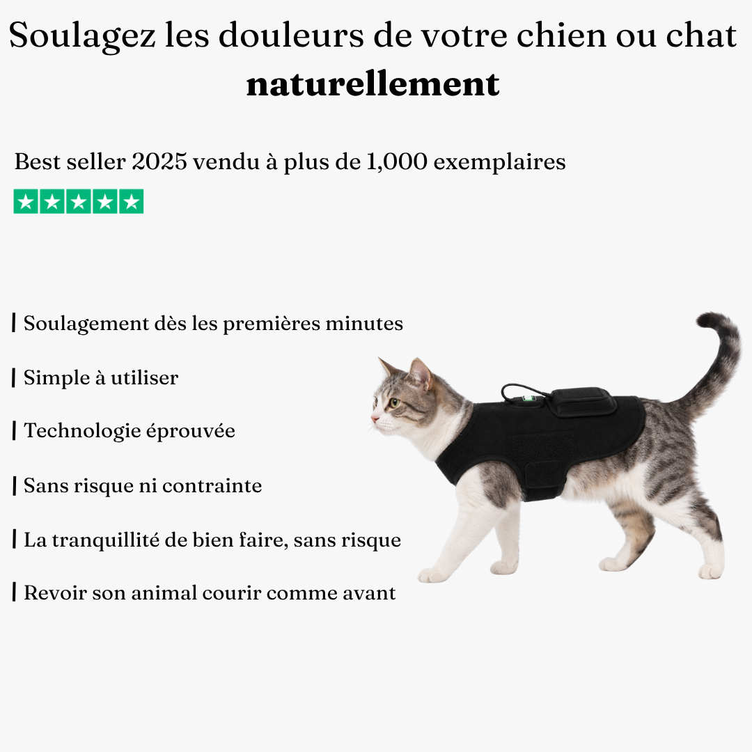Ceinture de luminothérapie à lumière rouge pour chats et chiens