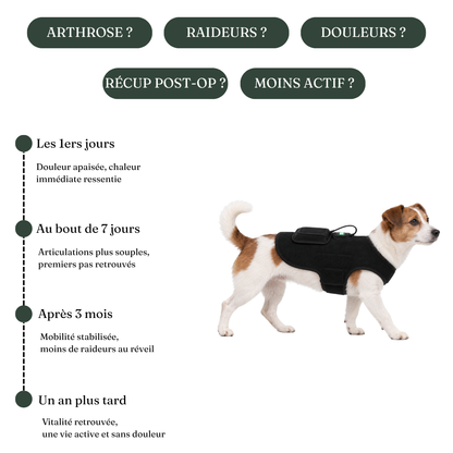 Ceinture de luminothérapie à lumière rouge pour chats et chiens