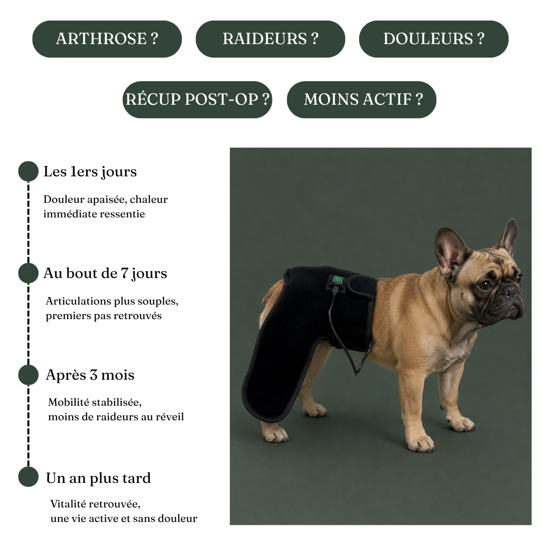 Ceinture de luminothérapie à lumière rouge pour chats et chiens
