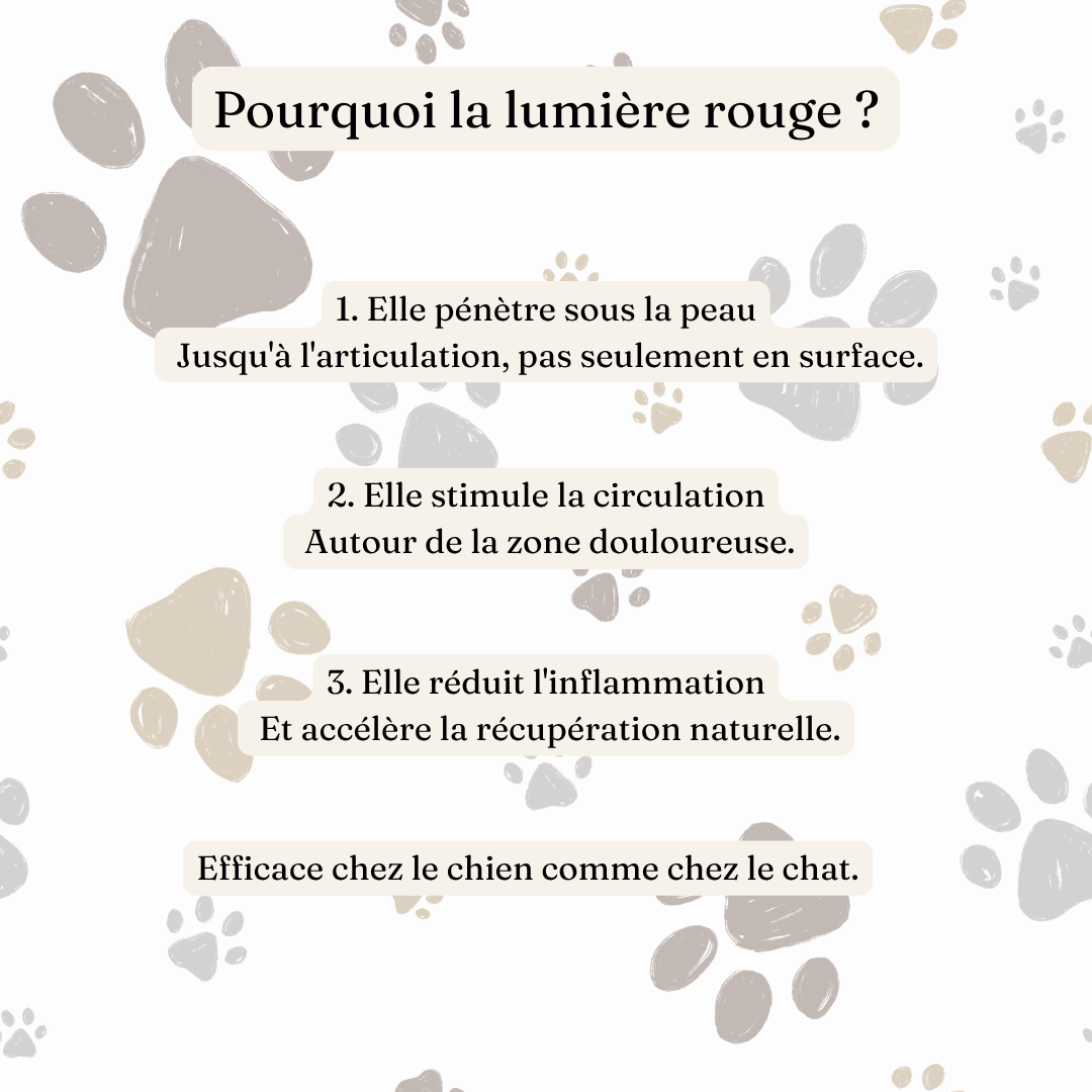 Ceinture de luminothérapie à lumière rouge pour chats et chiens