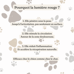 Ceinture de luminothérapie à lumière rouge pour chats et chiens