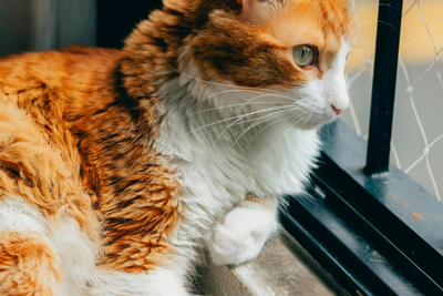Céline