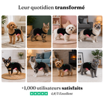Ceinture de luminothérapie à lumière rouge pour chats et chiens
