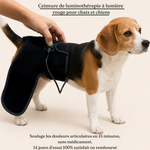 Ceinture de luminothérapie à lumière rouge pour chats et chiens